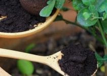 Do Coffee Grounds Help Houseplant? – Helpful Answer
