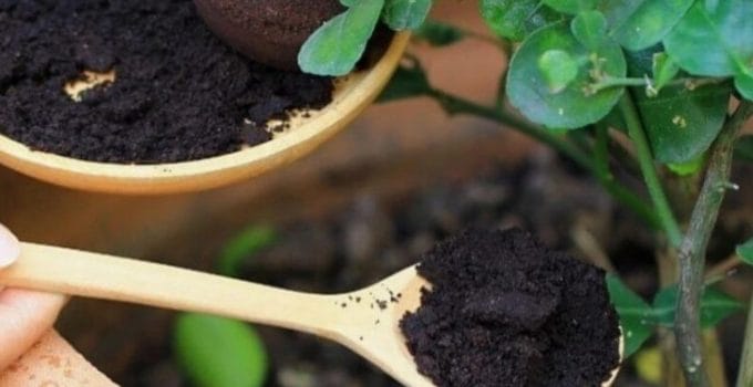 Do Coffee Grounds Help Houseplant? – Helpful Answer