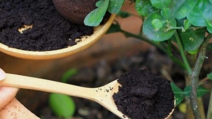 Do Coffee Grounds Help Houseplant